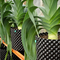 ISO9001速の50のガロンのプラスチック植物の鍋の成長の木の根の容器