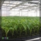 高い反射HDPEの発生のためのプラスチック実生植物の皿50の細胞のプラグの平たい箱