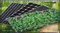 床の大枝の鍋PSポリ塩化ビニールの黒のMicrogreensのためのドームが付いているプラスチック実生植物の皿