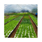160 ホール フローティング EPS EPP 泡板 白色種植野菜の栽培のために