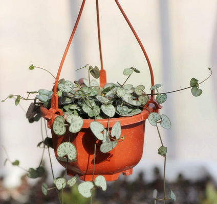 プラスチックフック 壁にぶら下がる花器 覆われていない部屋