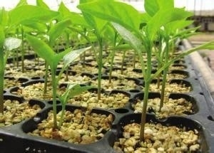 HDPE UV 安定化 プラスチック 種植皿 空気 切断 鍋