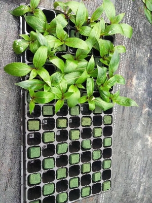 128の穴の細胞の皿のプラスチック実生植物の皿のブルーベリーの植物のトマトの実生植物の皿