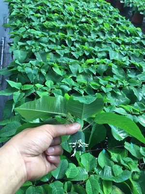 128の穴の細胞の皿のプラスチック実生植物の皿のブルーベリーの植物のトマトの実生植物の皿