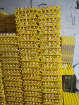 カラフル 黄色 プラスチック 泡 熱形 真空プレート 卵 梱包 輸送 30 卵 梱包