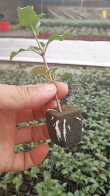 32, 50, 98, 108, , 200 苗床トレイ、苗床トレイ、苗ホルダー